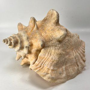 Natural Horned Queen Conch Seashell Beach Aquarium Nautical 7 1/4 " x 6"